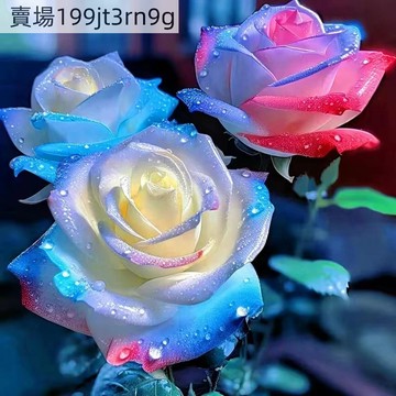 現貨 七彩玫瑰花種子（250粒）四季種植 玫瑰花種子 薔薇玫瑰花種子 爬藤玫瑰花種子 本藤玫瑰花種子