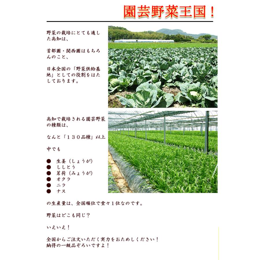 野菜セット たまご 同梱可 とれたて野菜 ８種類セット 高知産 レシピ・追加機能 送料無料 [Qv10] 詰め合わせ クール便 新鮮 葉物 根菜 香味