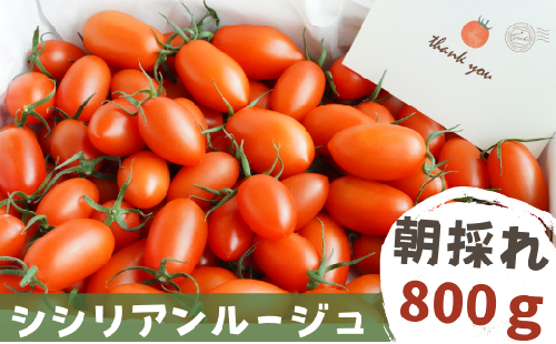げんき農場の朝採れ シシリアンルージュ ｜ トマト トマト800g 料理 八街 千葉 とまと ミニトマト