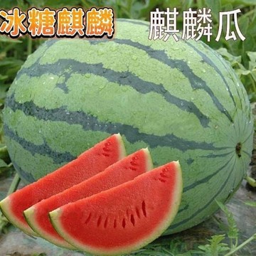 🍉【冰麒麟西瓜種子】🍉 早熟薄皮超甜冰糖麒麟瓜少籽新鮮水果種子 易活西瓜 發芽成活率高 庭院田園種