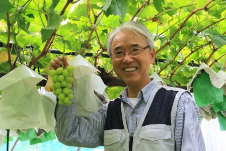 ぶどう 先行予約 長野市産 シャインマスカット 特秀 2房 葡萄 ブドウ フルーツ 果物 シャイン マスカット デザート おやつ 信州 2024年秋発