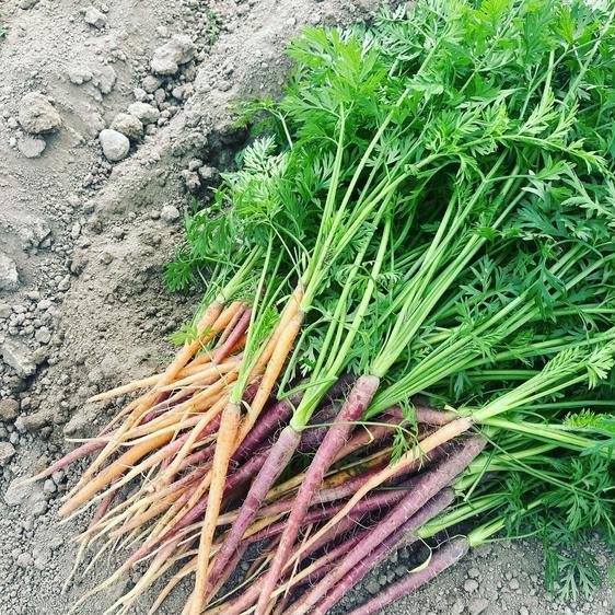 野菜 セット・詰め合わせ 群馬県産　3種野菜付きビーツ1kg 産地直送