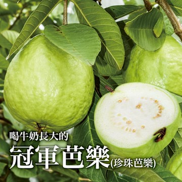 【十翼饌選果】冠軍牛奶芭樂_珍珠芭樂5台斤x1箱(彰化產/產銷履歷/低溫出貨)