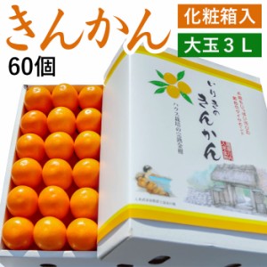 (12月下旬発送) テレビで紹介！ 入来のキンカン ギフト ハウス きんかん 化粧箱入 大玉 3Ｌ