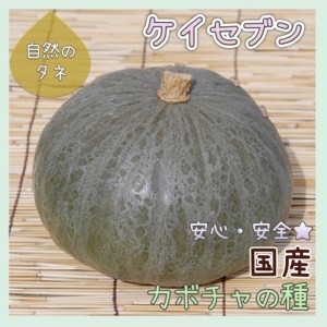  「ケイセブン」 かぼちゃの種 化学肥料 農薬不使用で栽培 家庭菜園 種 タネ 南瓜 野菜