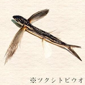 とび魚煮干し200g(飛び魚にぼし)アゴニボシ あごはトビウオの事です!(上品な出汁のとびうお)