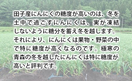 丸美農園 田子町産にんにく家庭用バラ約500g・M～2L