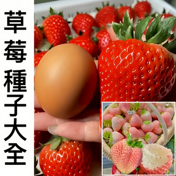 現貨新手易種【稀有品種草莓種子】四季種植當年 開花結果爬藤草莓 新種籽日本進口品種 紅顏草莓 奶油草莓 盆栽水果