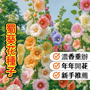 【巨型花牆蜀葵】種子 一丈紅 復古風花卉 庭院景觀 花園背景 耐熱好種 多年生 花色多樣