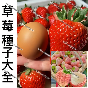 現貨新手易種【稀有品種草莓種子】四季種植當年 開花結果爬藤草莓 新種籽日本進口品種 紅顏草莓 奶油草莓 盆栽水果