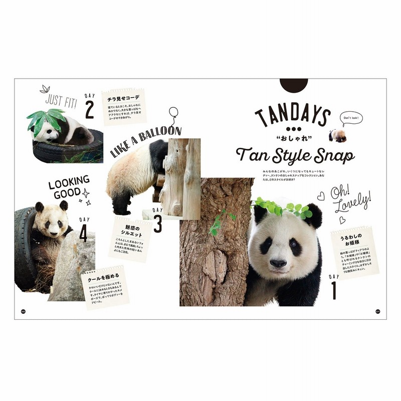 You More 写真集 神戸市立王子動物園のシャイなパンダ タンタン フェリシモ Felissimo 通販 Lineポイント最大10 0 Get Lineショッピング
