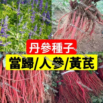 現貨【丹參種子】（400粒）正宗丹參種子 血生根種子 紫花丹參 黃芪種子 當歸種子 藥材種子 名貴中藥材 種子包發芽