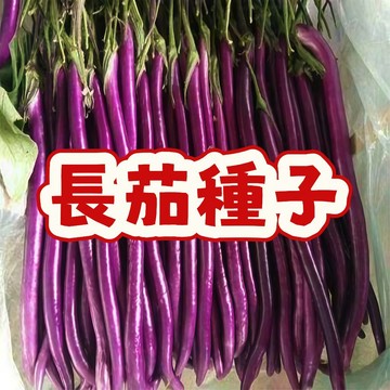 【臺灣長茄種子】黑長茄種子 紫色長茄籽 豐產長茄子 家庭農園 陽臺盆栽 露天菜園 有機蔬菜 自種食材 產地直送