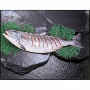北海道産 新巻鮭切れ目姿造り2kg (OKS-574-4)