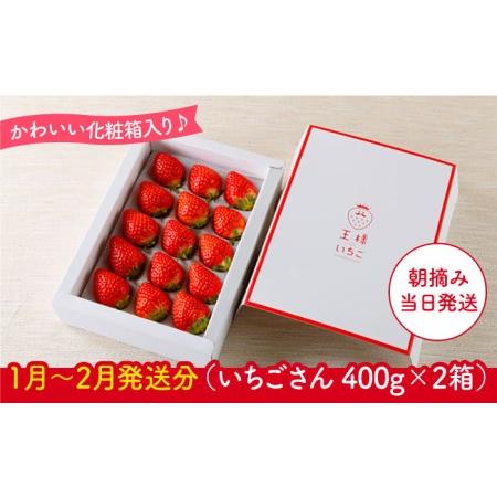 ふるさと納税 王様のいちご いちごさん 800g（400g×2箱）フルーツ 果.. 佐賀県江北町