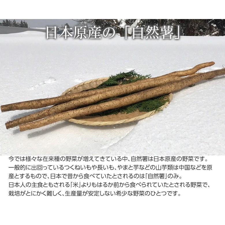 山形県産大石田 雪下 自然薯 じねんじょ 秀品 1キロ（2〜3本入り） 産地直送 とろろ ご飯 冷蔵 同梱不可 送料無料