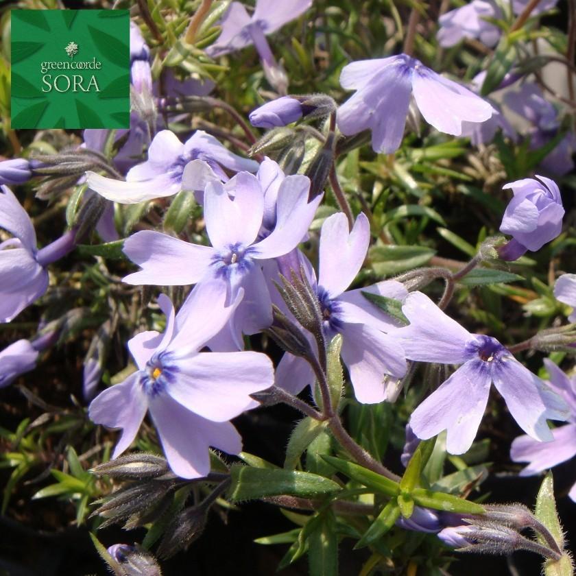 芝ザクラ 植木 苗