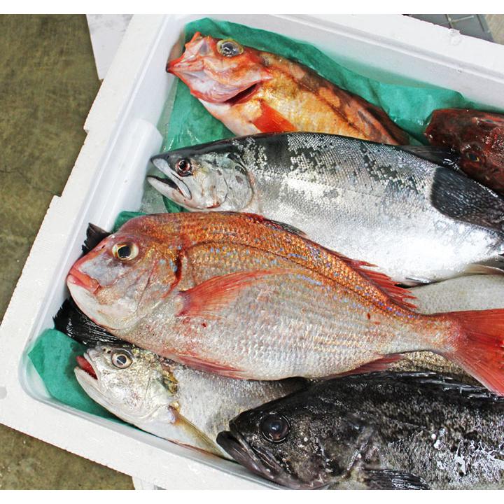 鮮魚ボックス セットA 山形県庄内産 鮮魚 詰め合わせ 直送 食の都庄内