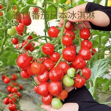 青禾園藝（紅冰淇淋番茄種子）FQ-33🍅日本進口純甜皮薄亮度高瀑布小西紅柿小櫻桃蕃茄盆栽水果番茄蔬菜