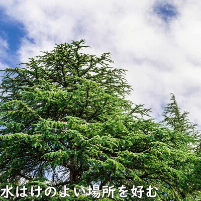 VOLVO様 ヒマラヤスギ アトラスシーダー オモリカトウヒ 西洋