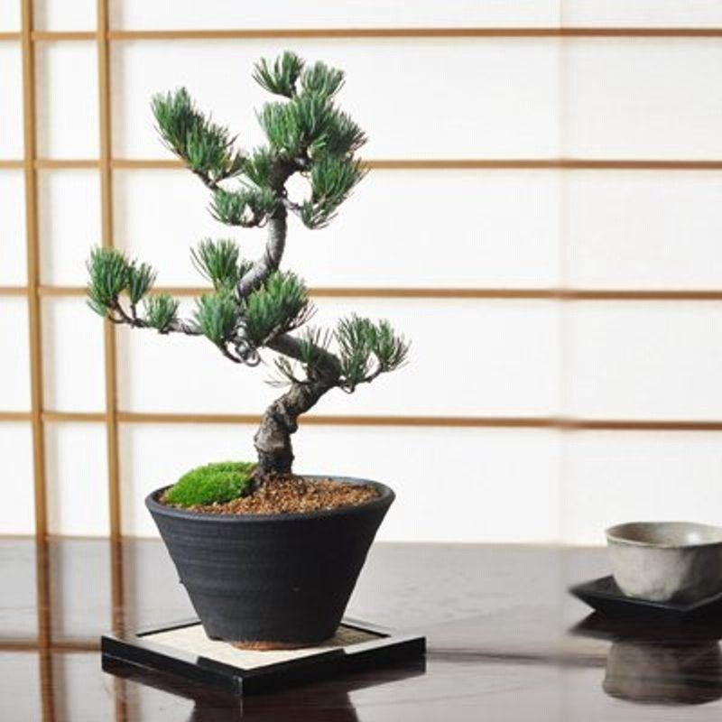 盆栽 盆栽妙 風格ある五葉松 松の盆栽 幅22cmx樹高27cm | LINEショッピング