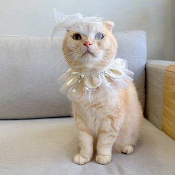 【恰氏手作】1001次求婚 寵物婚紗禮服領巾+頭紗 貓咪狗狗項圈配