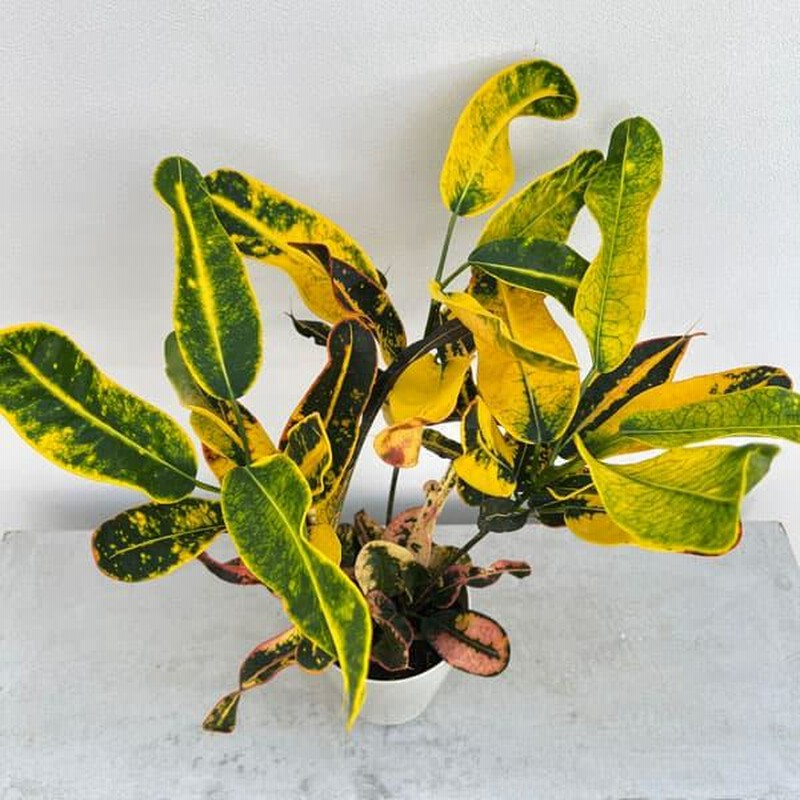 クロトン寄せ植え8号 クロトン寄せ植え8号 - メルカリ