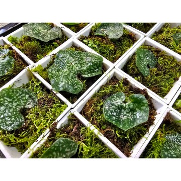 苔鑽🍀單花脈葉蘭 小型蘭花/2吋盆/花朵漂亮/迷你香蘭花/雨林缸造景/稀有小巧/微景觀/辦公室小物/家庭植栽