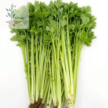 青禾園藝（四季小香芹種子） 大葉芹菜種子黃心/白梗/綠梗/紫梗農家土芹蔬菜種子調料香菜類盆栽地栽#台灣自留種