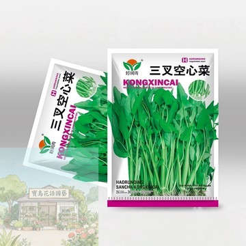 🥬原廠大包裝 三叉空心菜種子（約100粒）客家ong菜 竹葉菜大梗粗蕹菜種子高產農家蔬菜種子 四季盆栽種植/原裝包對版