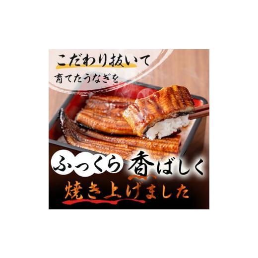 ふるさと納税 鹿児島県 志布志市 鹿児島県産 伊崎田のうなぎ蒲焼 特大＜190g以上＞× 5尾(計950g以上) c5-001