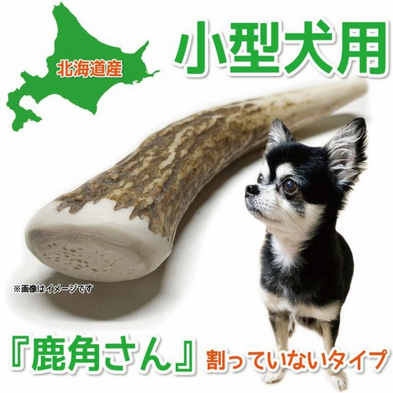 小型犬用 蝦夷鹿の角 鹿角さん 先端 1本 天然 無添加 北海道産 犬のおもちゃ 鹿の角 犬 かむおもちゃ エゾ鹿 エゾシカ ツノ デンタル 鹿角 噛み癖 通販 Lineポイント最大0 5 Get Lineショッピング