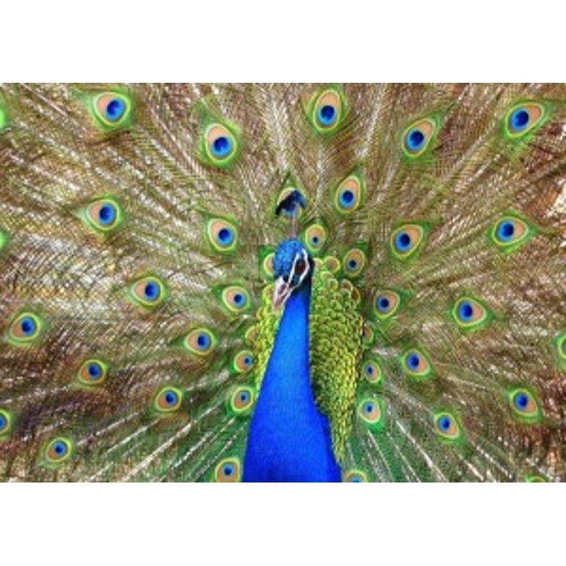 絵画風 壁紙ポスター クジャクの飾り羽 孔雀 クジャク 芸術の羽 青緑 藍色 鳥 キャラクロ Bkjk 010a2 版 594mm 4mm 通販 Lineポイント最大1 0 Get Lineショッピング