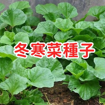 台灣現貨【 冬寒菜種子】台灣冬苋菜 冬葵 口感滑嫩 耐寒蔬菜 家庭菜園 有機種植 秋季播種 快炒煮湯 四季可採 生長快速