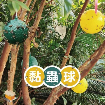【台灣現貨】粘蟲球 專滅小飛蟲 果蠅球 果蠅誘補神器 果蠅黏蟲球 黏蟲板 小黑飛黏蟲球 捕蟲器 高黏性黏蟲球 滅果蠅