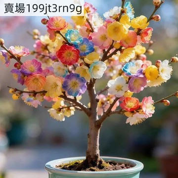 現貨 盆栽梅花種子（25粒）濃香型  臘梅種子 游龍梅 梅花種子白梅 美人梅濃香型 發芽率高 庭院盆栽 耐寒 觀賞花卉