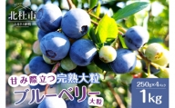 7月～9月発送 甘み際立つ、完熟大粒ブルーベリー 1kg（250g×4パック）