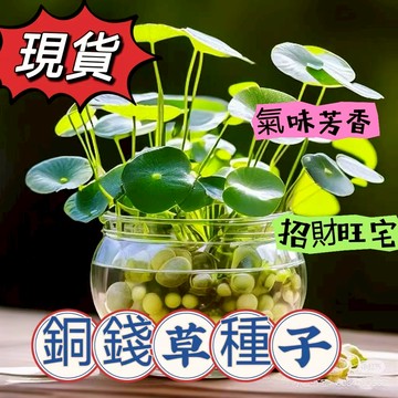 現貨 銅錢草種子（250粒） 四季種植 土培水培綠植桌面陽台盆栽金錢草招財旺宅魚缸造景四季種植旺風水除甲醛馬蹄金種子