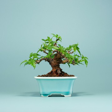【迷你盆景】姬桑梓 小品盆景 觀果植物