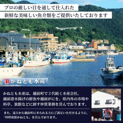 ふるさと納税 越前町 ≪浜茹で≫ 越前がに 特大サイズ(生で1.3kg以上) × 1杯