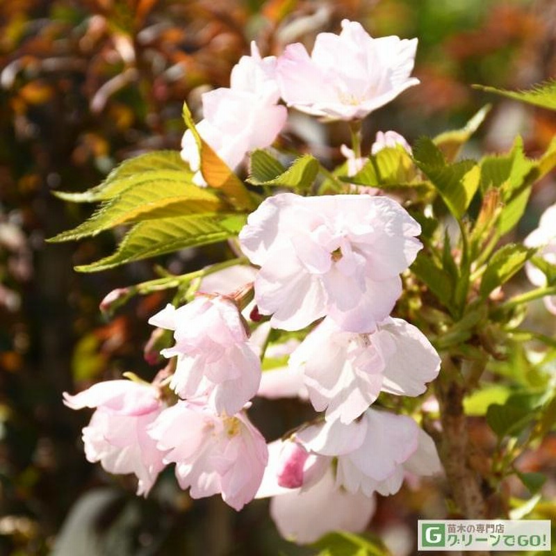 桜 苗木 【八重桜 旭山桜 （あさひやまざくら）】 1年生 接ぎ木