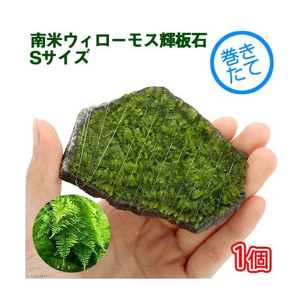 水草 巻きたて 南米ウィローモス 輝板石 ｓサイズ 無農薬 １個 通販 Lineポイント最大0 5 Get Lineショッピング
