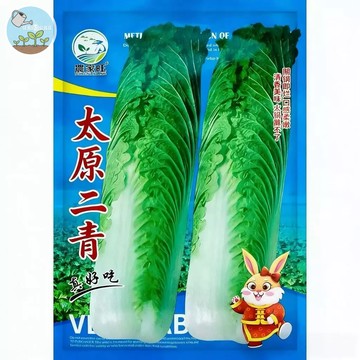 【原廠包裝】太原二青種子（Taiyuan Erqing）4.5克裝 耐熱耐濕 青梗菜/小松菜 庭陽台盆栽 快收成30天