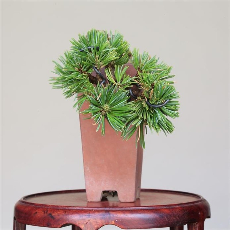 五葉松 一切経 石化性 八房 吾妻五葉松 【公式通販】