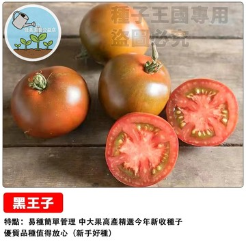 【稀缺色系】黑王子番茄種子 紫黑色番茄 巧克力番茄 生食級水果番茄 高花青素 陽台盆栽種植 家庭菜園