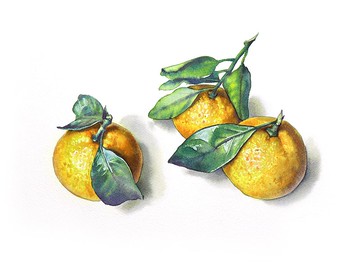 藝術家 Irina Zhunaeva 的橘子原創水彩畫