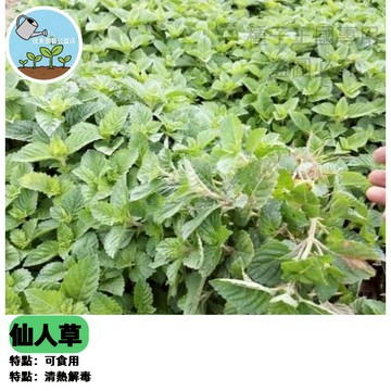 仙人草種子 涼粉草種子 台灣仙草 燒仙草原料 自種仙草 盆栽香草植物 可製作仙草茶 仙草凍 DIY種植 家用陽台園藝