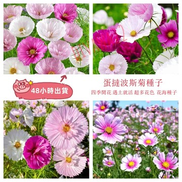 12h出貨  蛋撻波斯菊（50粒）新品波斯菊盆栽格桑花種子大理花種子蛋撻野花種子 四季種植花卉 花海打造適合花園小院路旁