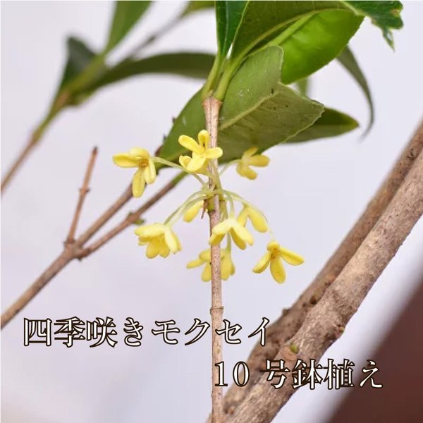 四季咲きモクセイ 苗木 10号 鉢植え 白花 キンモクセイ きんもくせい金木犀 植木 庭木 通販 Lineポイント最大0 5 Get Lineショッピング