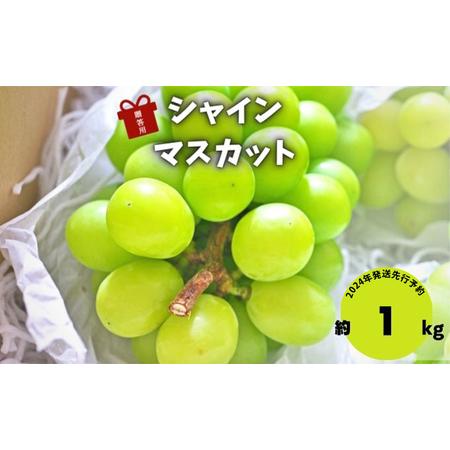 ふるさと納税 2024年発送 先行予約 贈答用 シャインマスカット約1kg 2房 長野県生坂村